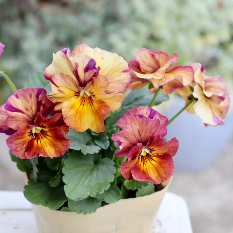 画像の現品1点限り!!アイデアルフラワー・大牟田さんのビオラevolve