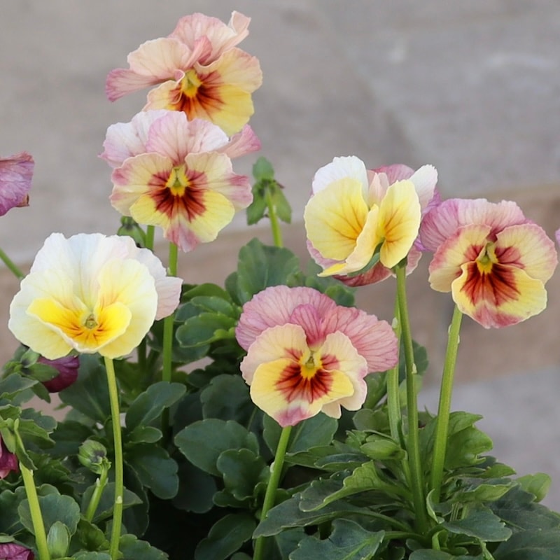 画像で花色を選べる!!うえたオリジナルビオラ「キューティーベイン」<4>