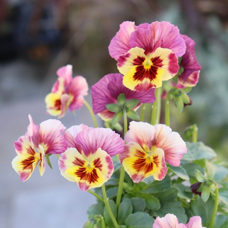 画像の現品1点限り!! うえたオリジナルビオラ「キューティーベイン」<6>