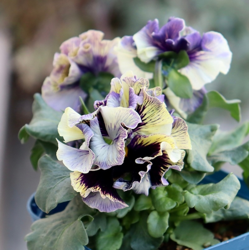 画像の現品1点限り☆サトウ園芸さんのパンジー「ドラキュラ」(36番)