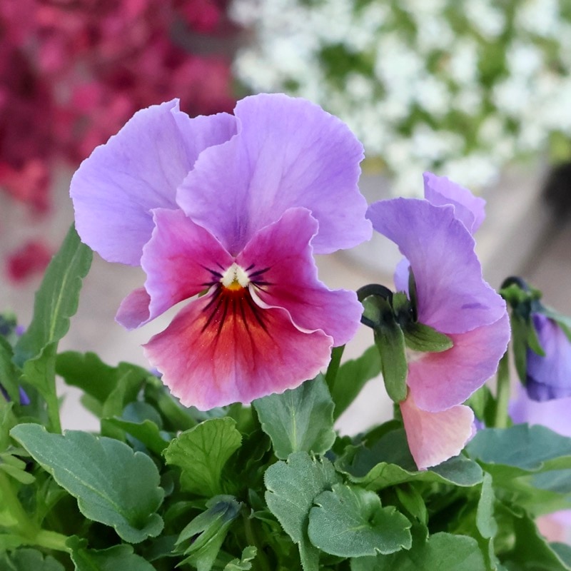 画像の現品1点限り!!アイデアルフラワー・大牟田さんのビオラevolve(エボルベ)＜129番＞