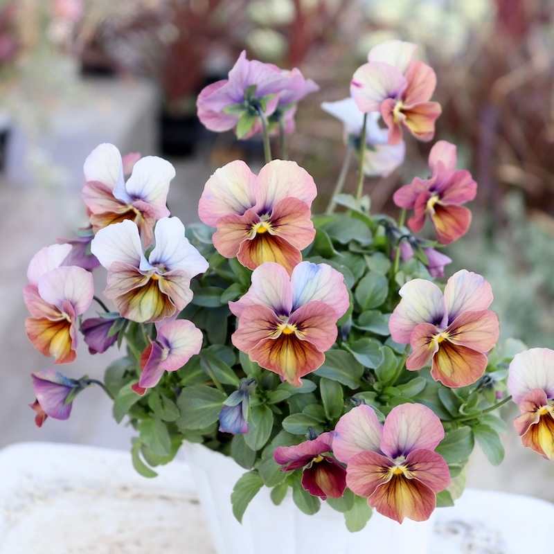 画像の現品1点限り☆ビオラ・なごみももか「しんしん」SP3(3.5号ポット)