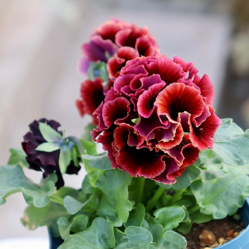 画像の現品1点限り☆サトウ園芸さんのパンジー「ドラキュラ」(35番)