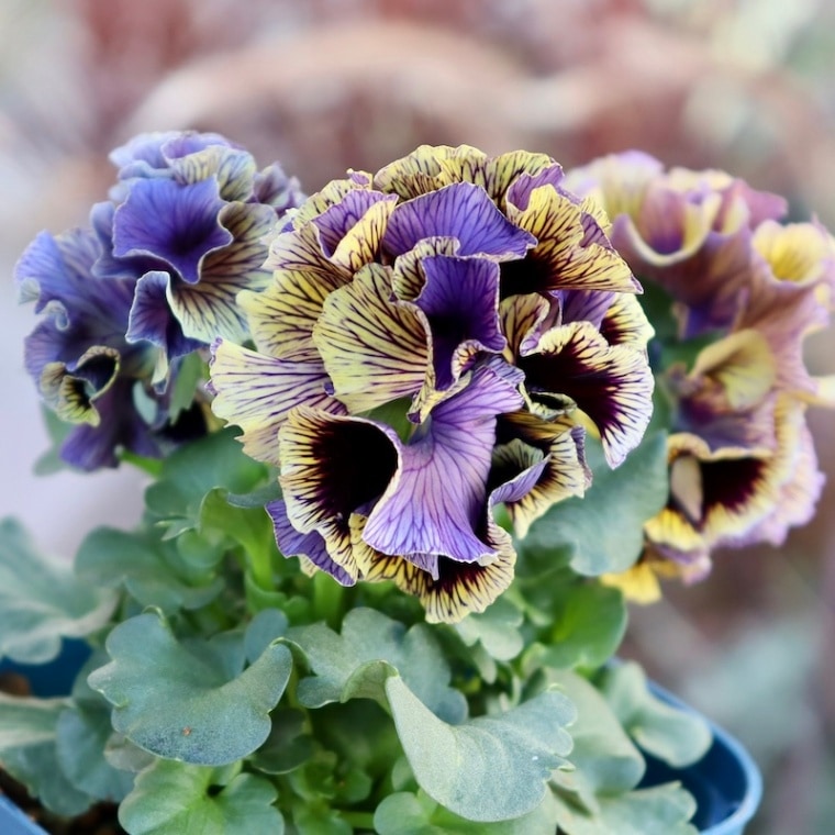 1点限りのスペシャル品!! 画像とほぼ同じ花☆サトウ園芸さんのパンジー「ドラキュラ」(37番)