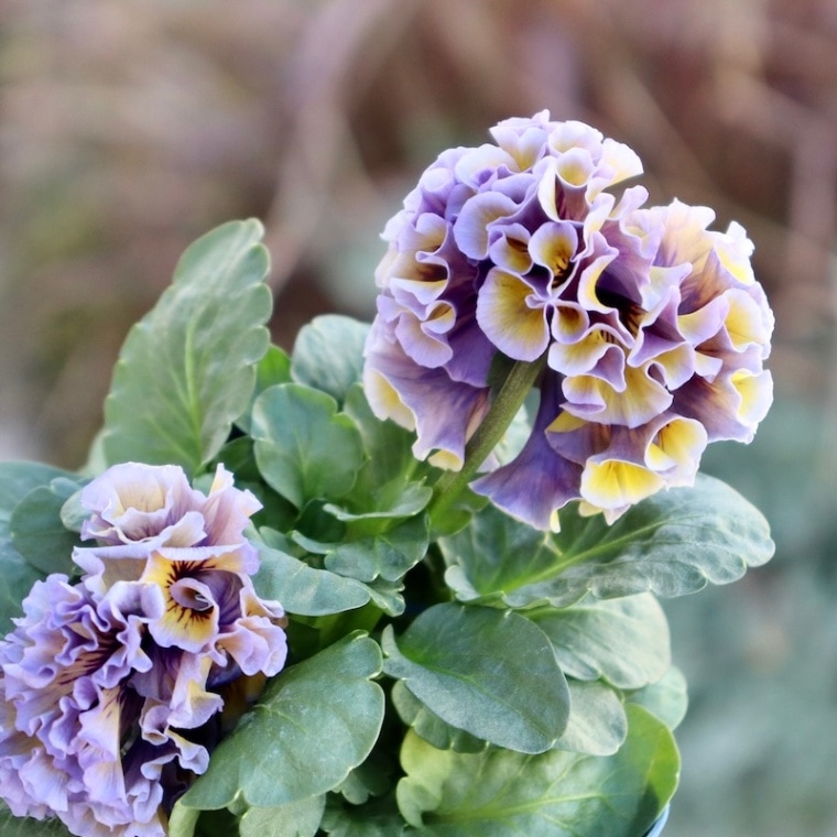 画像の現品1点限り☆サトウ園芸さんのパンジー「ドラキュラ」(38番)