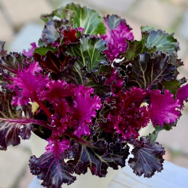 高見園芸さんの葉牡丹(ハボタン)セッションシリーズ「歓喜のあやか」