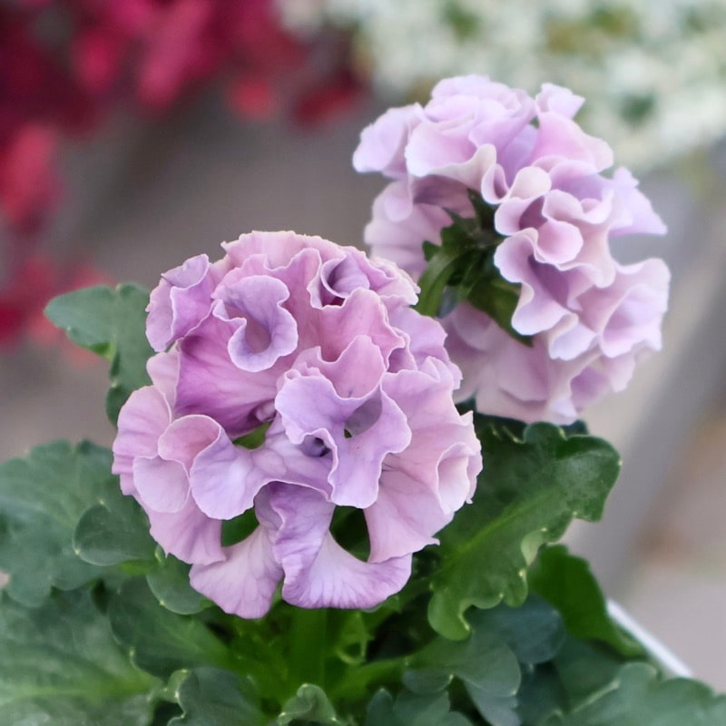 画像の現品1点限り☆スペシャルなサトウ園芸さんのパンジー・ローブ