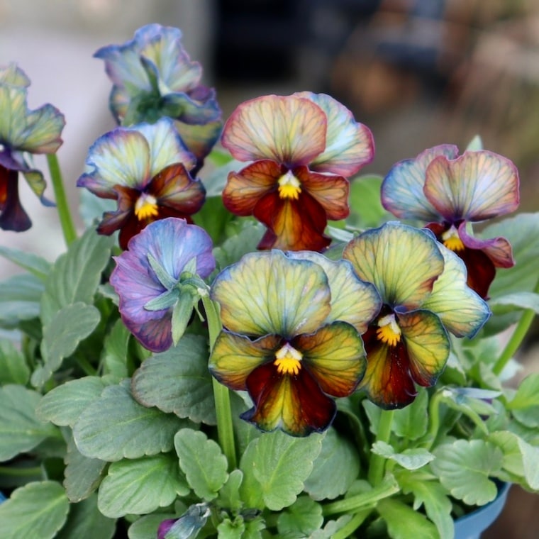 現品1点限り☆スペシャルなサトウ園芸さんのビオラ・ヌーヴェル