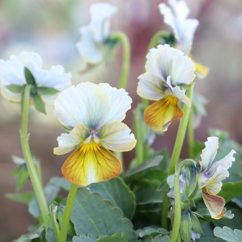 NS13♥ サトウ園芸ヌーヴェルヴァーグ すみれの革命♥超希少♥花苗