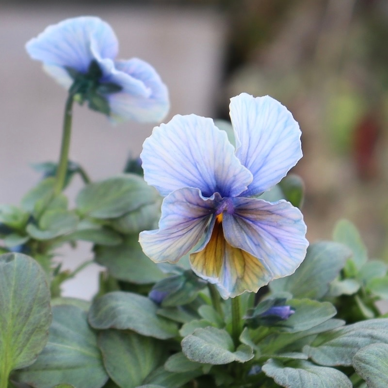 現品1点限り☆スペシャルなサトウ園芸さんのビオラ・ヌーヴェル
