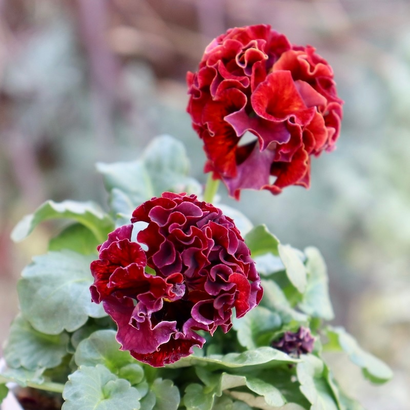 サトウ園芸さん育種「ローブドゥアントワネット」・2025年11月