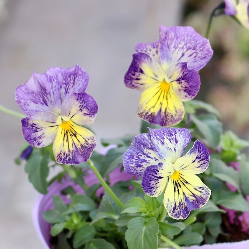 M*☆様 ビオラ♡パンジー 花夢園芸さん育種「パンジー」＆「ビオラ」・2025年11月ごろ販売開始