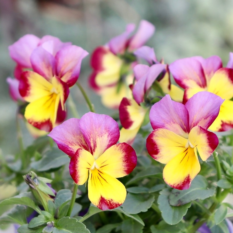 花夢園芸さん育種「パンジー」＆「ビオラ」・2025年11月ごろ販売開始