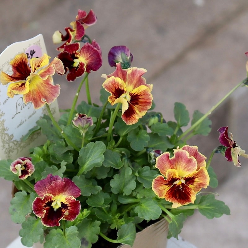 画像の現品!! 石川園芸さんのビオラ「レディ」＜24-02＞