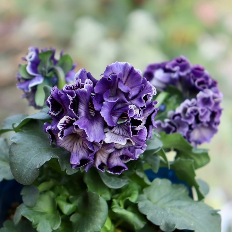 画像の現品1点限り☆サトウ園芸さんのパンジー「ドラキュラ」(40番)