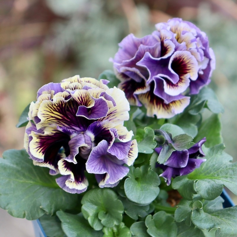 画像の現品1点限り☆サトウ園芸さんのパンジー「ドラキュラ」(41番)