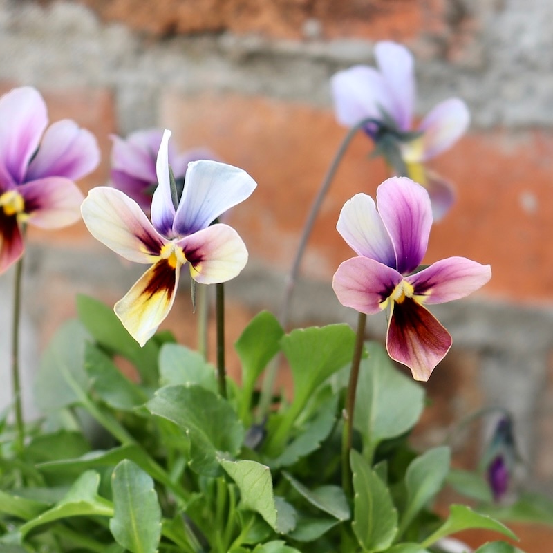 画像で花弁の色・形を選べる!!うえたビオラ「パピヨンワールド」271番