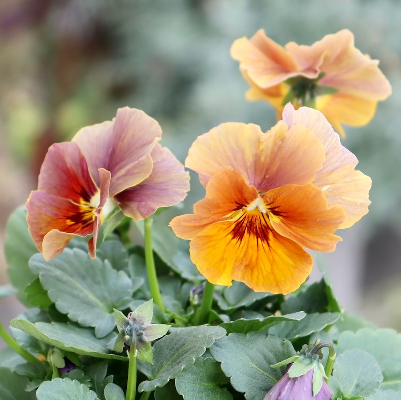 画像の現品1点限り!!アイデアルフラワー・大牟田さんのビオラevolve