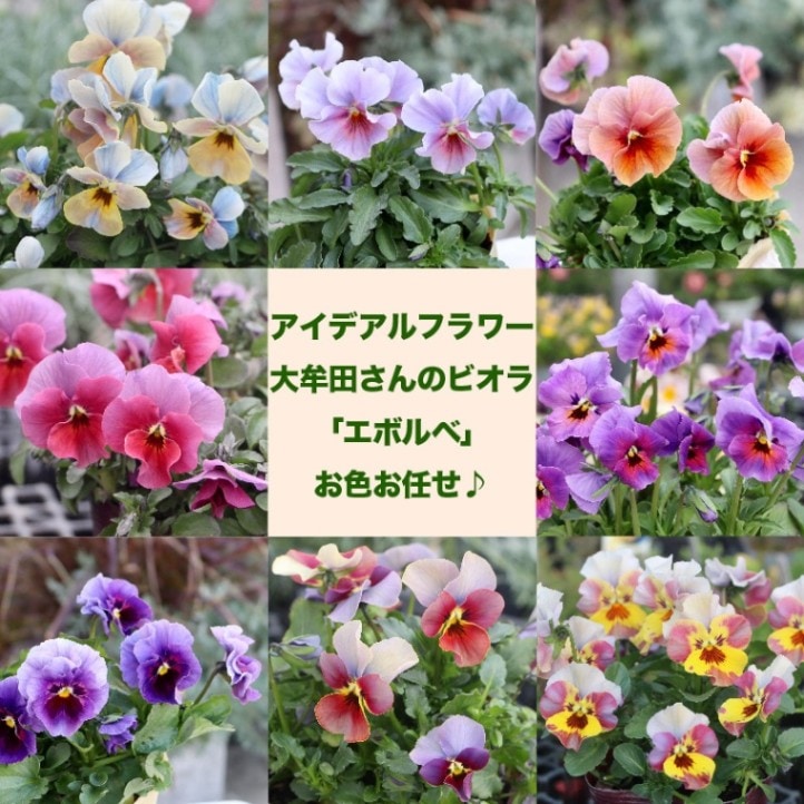 アイデアルフラワー・大牟田さんのビオラevolve(エボルベ) お任せ♪<色指定不可>