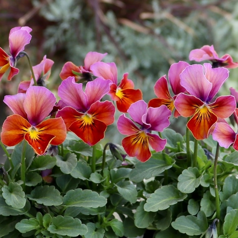 画像で花弁の色・形を選べる!!うえたビオラ「フェアリーフェネック」11番