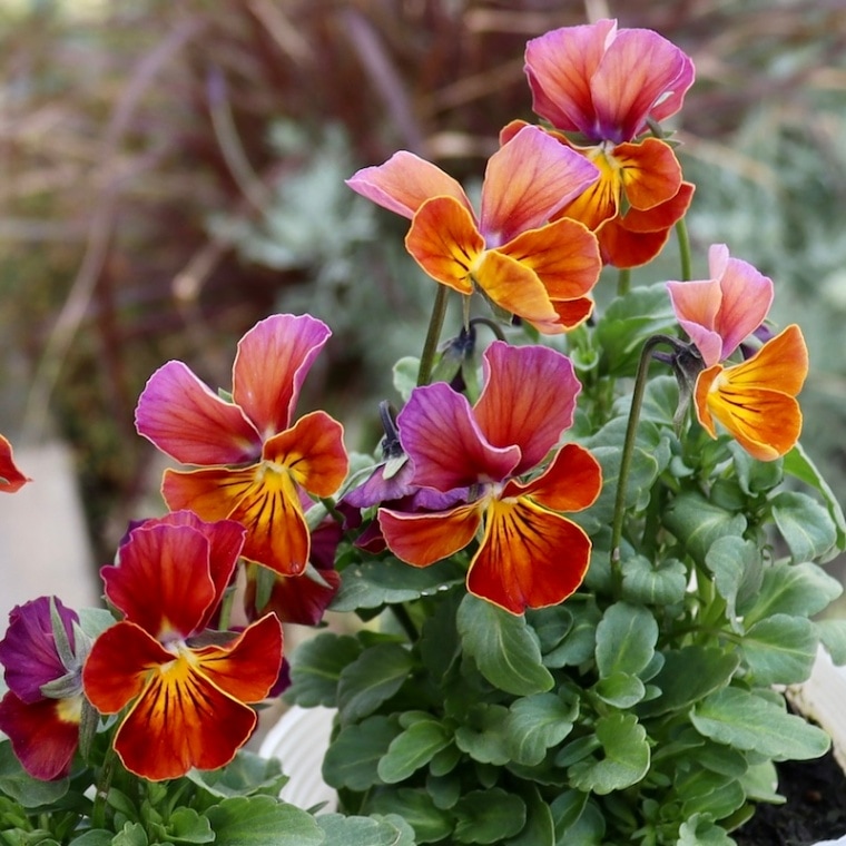 画像で花弁の色・形を選べる!!うえたビオラ「フェアリーフェネック」12番