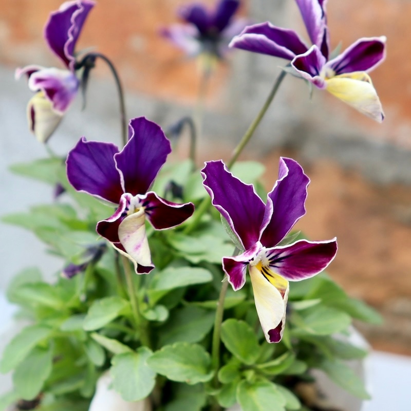 画像で花弁の色・形を選べる!!うえたビオラ「フェアリーフェネック」14番