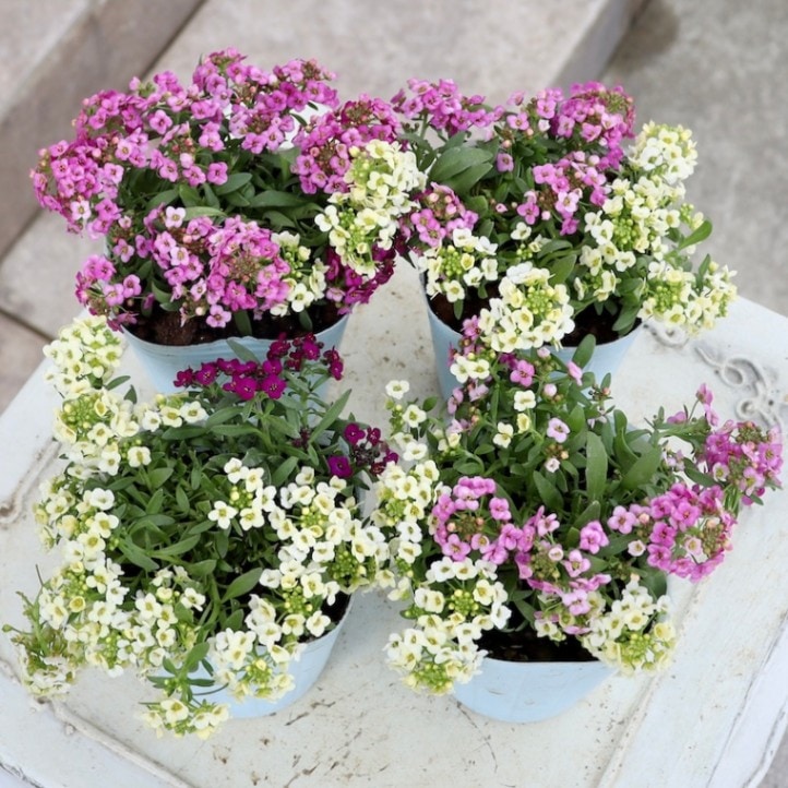 これは綺麗(^^)アリッサム「レモンMIX」〈2番〉 配色はお任せ♪