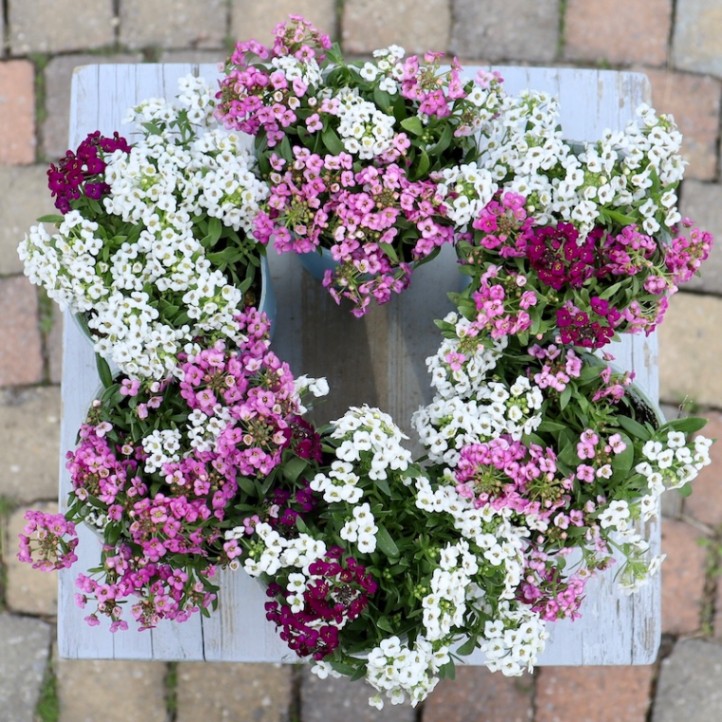 これは綺麗(^^)アリッサム「ホワイトMIX」〈3番〉 配色はお任せ♪