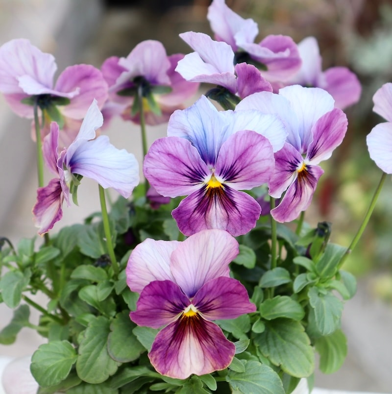 メーカー品種「パンジー」＆「ビオラ」・2025年11月ごろ販売開始