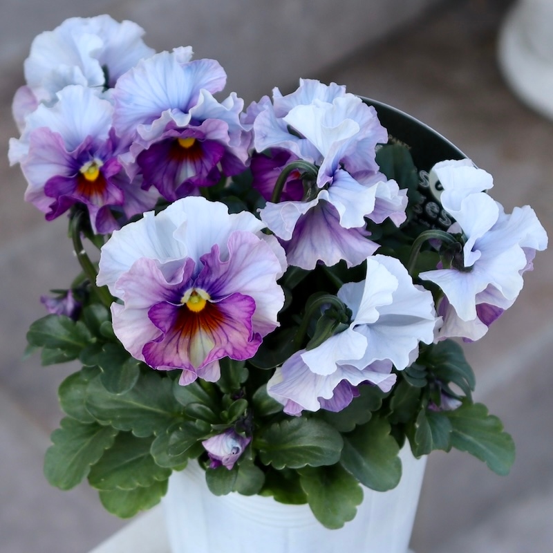 画像の現品1点限り!! 超良株☆桂楓園さんのパンジー「フェデネージュ