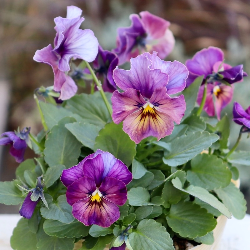 エクアドル エドゥアルド・ベガ フラワーベース ヴィンテージ 稀少