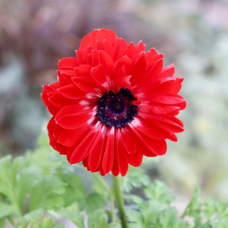 画像の現品1点限り!! 2年生株のプレミアム八重咲きアネモネ「パンドラ」21番