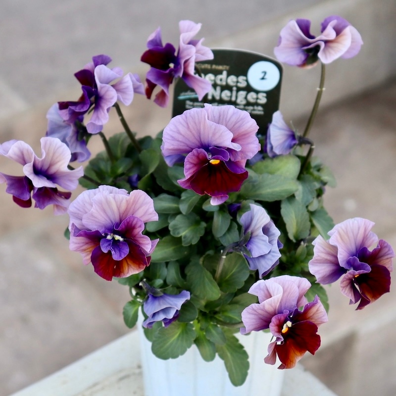 R*U様 桂風園✳︎パンジーフェデネージュ金縁ブルービオラフリルパンジー