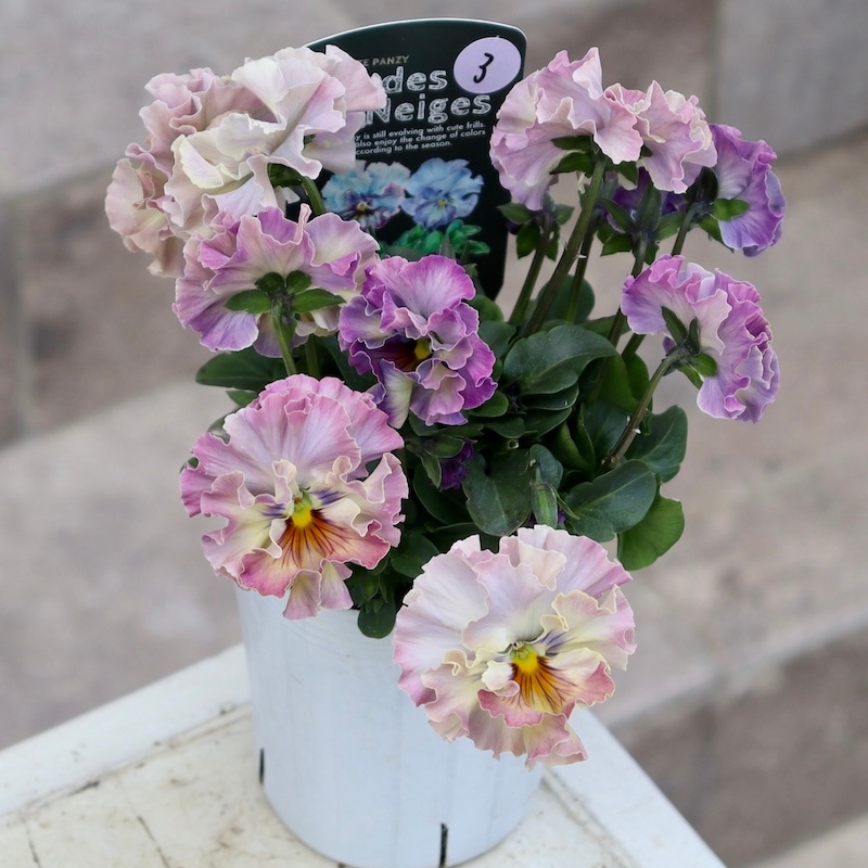 R*U様 フェデネージュ・トイプー5 激レア品の限定販売】現品1点限り☆桂楓園さんのパンジー「フェデ