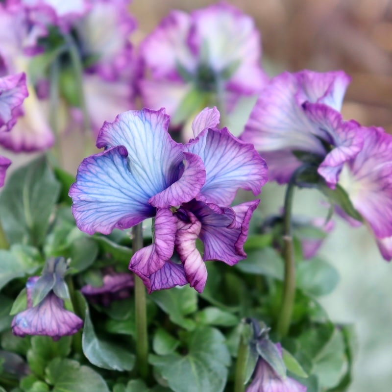 フェデネージュ パンジー 綺麗な水色〜パープル 初めての方」限定】現品1点限り!! 超良株☆桂楓園さんのパンジー