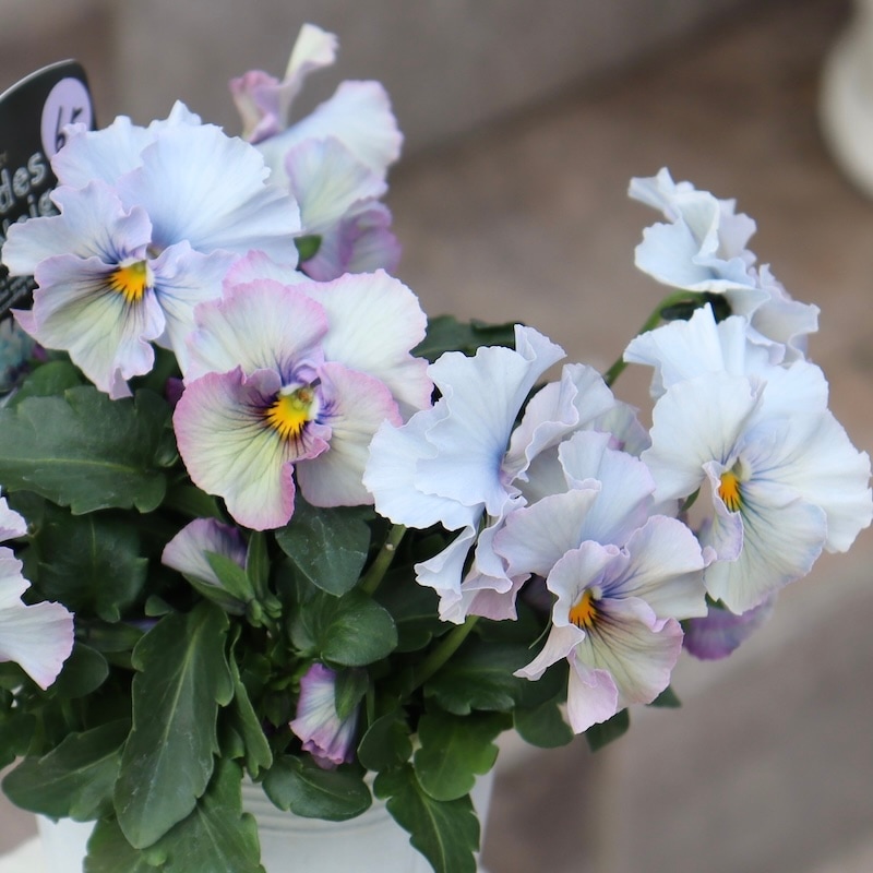 画像の現品1点限り!! 超良株☆桂楓園さんのパンジー「フェデネージュ