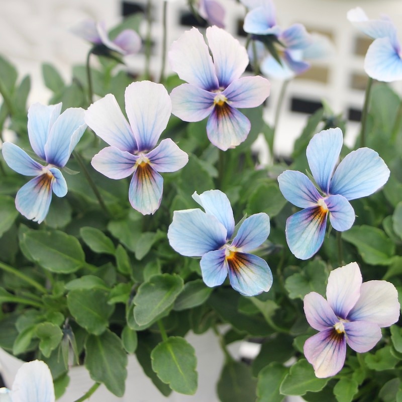 ガーデニング雑貨と花苗のセレクトショップ～風散歩～