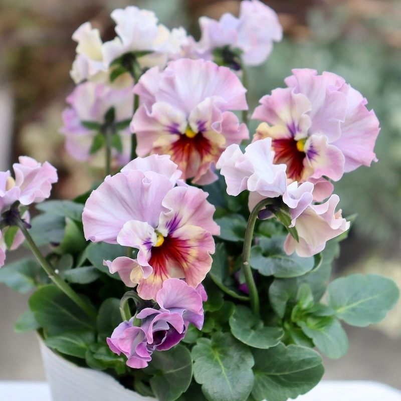 桂楓園さん育種「フェデネージュ・トイプー」・～風散歩～