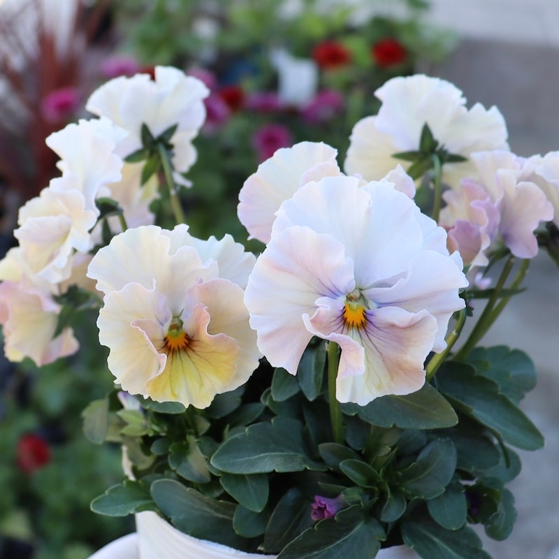 画像の現品1点限り!! 超良株☆桂楓園さんのパンジー「フェデネージュ