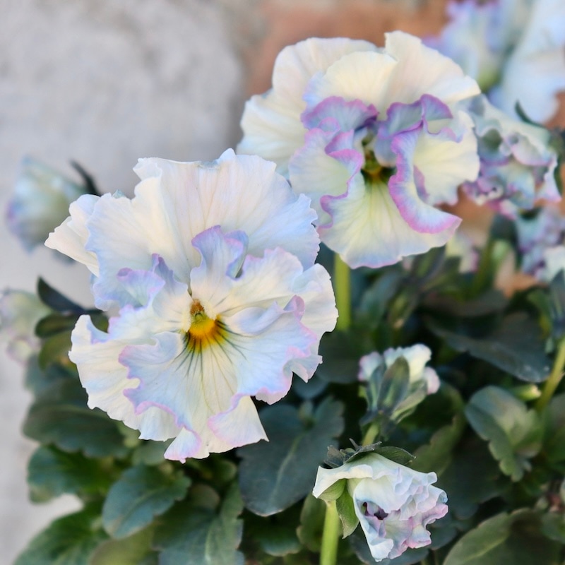 画像の現品1点限り!! 超良株☆桂楓園さんのパンジー「フェデネージュ