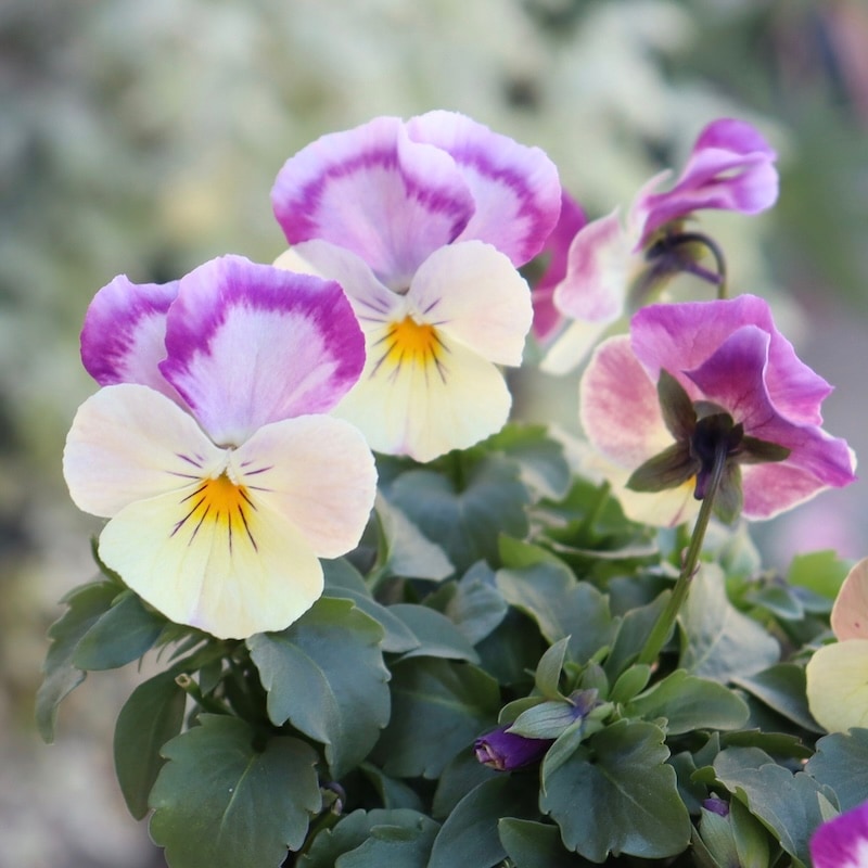 花夢園芸さん育種「パンジー」＆「ビオラ」・2025年11月ごろ販売開始