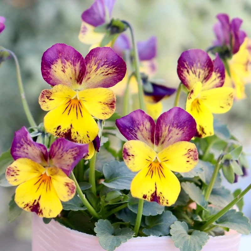 パンジー花柄 ガラスのぼんぼり パンジー花柄 ガラスのぼんぼり パンジー花柄 ガラスのぼんぼり