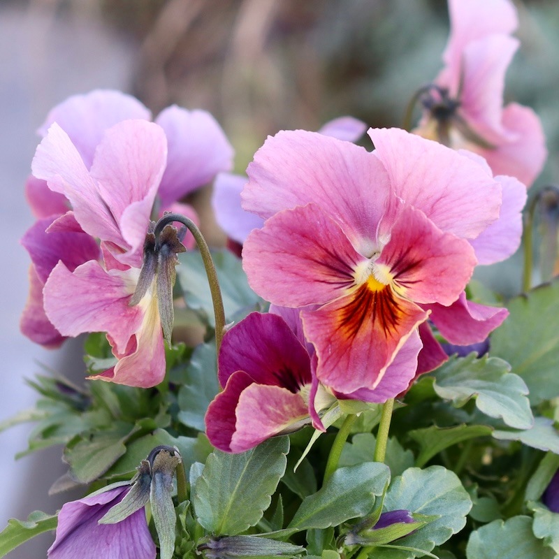 画像の現品1点限り!!アイデアルフラワー・大牟田さんのビオラevolve