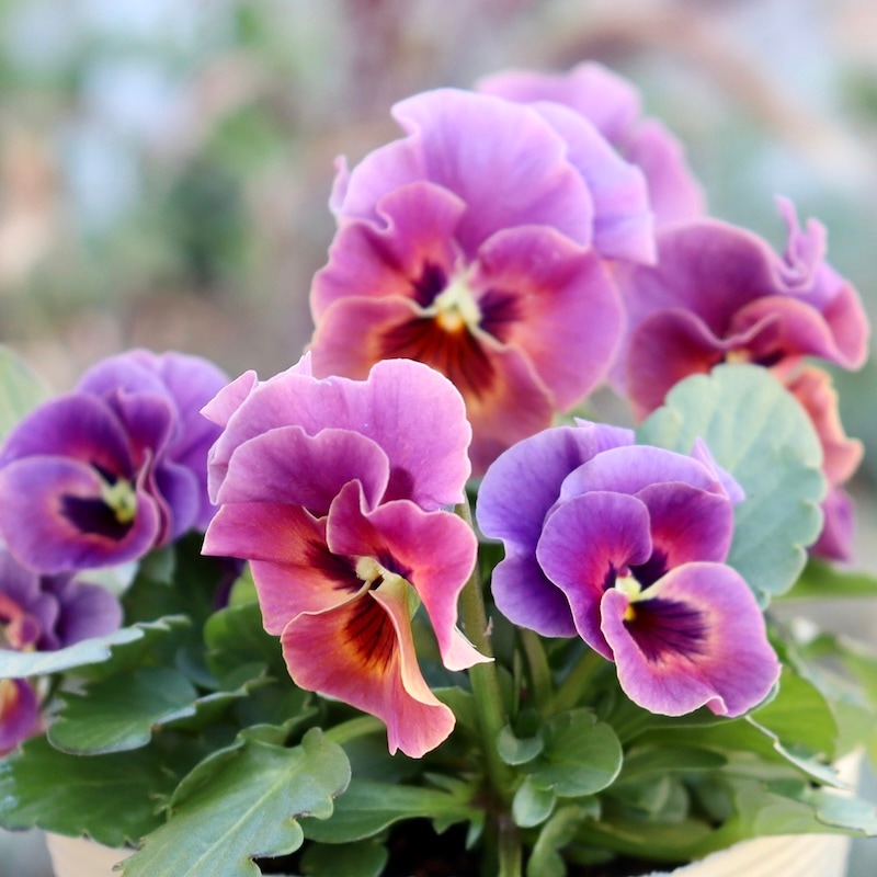 画像の現品1点限り!!アイデアルフラワー・大牟田さんのビオラevolve