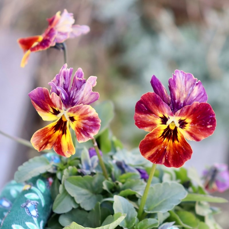 画像の現品1点限り!!アイデアルフラワー・大牟田さんのビオラevolve