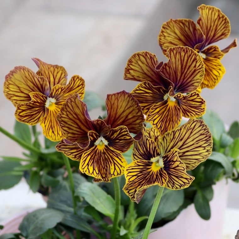 石村あさみさん育種ビオラ「A-STORY・流星」<2番>