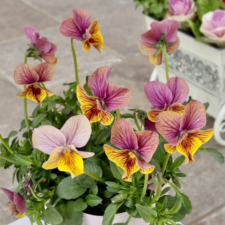 石村あさみさん育種ビオラ「A-STORY・流星」<3番>