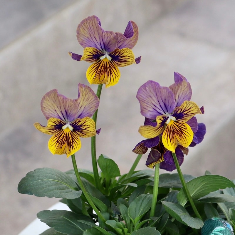 石村あさみさん育種ビオラ「A-STORY・流星」<4番>