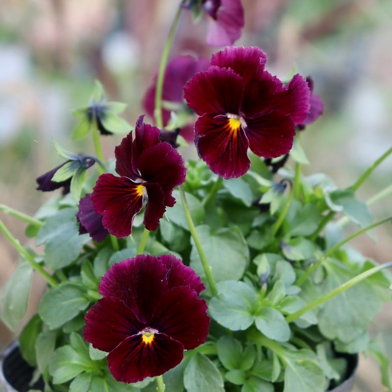 画像の現品1点限り!! うえたオリジナルビオラ「キューティーベイン」<24>