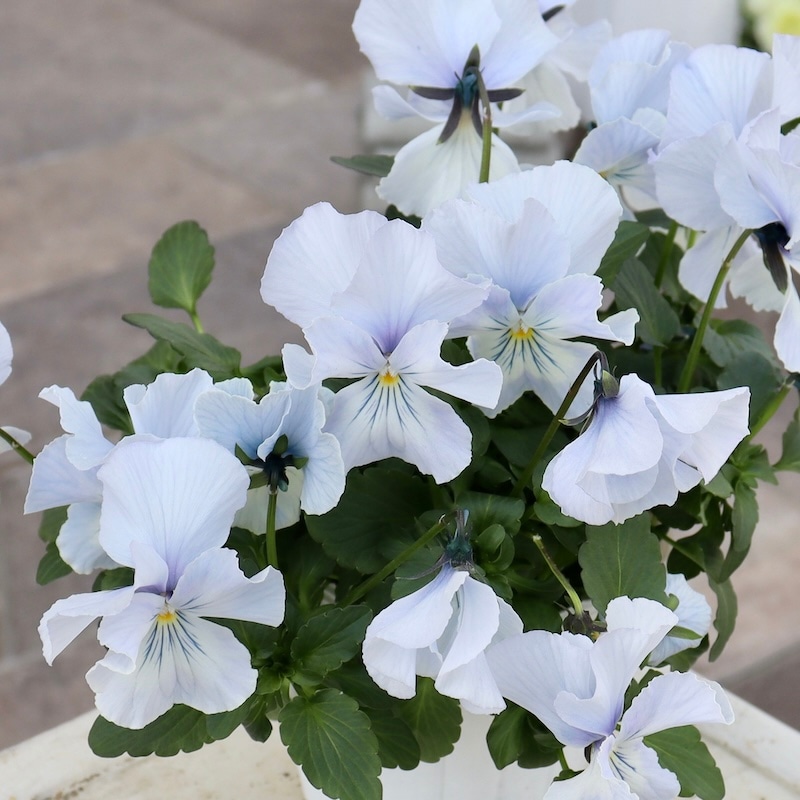 画像の現品1点限り☆プティ・シャトン「アクアリップル」SP1